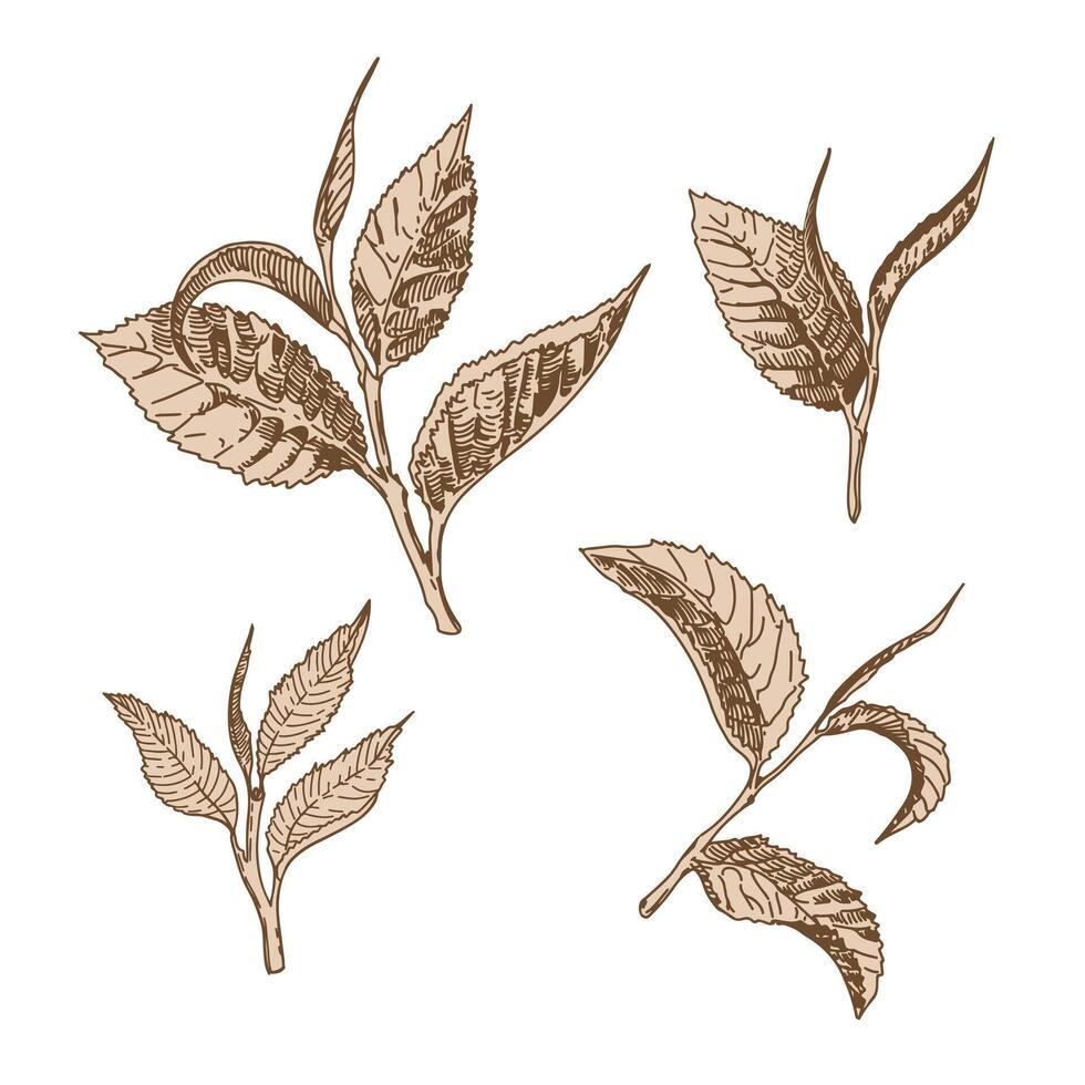 A set of green tea leaves in the engraving technique. Leaves of trees and plants. The sheet icon. Design elements for natural, eco, bio, vegan labels. Vector illustration.