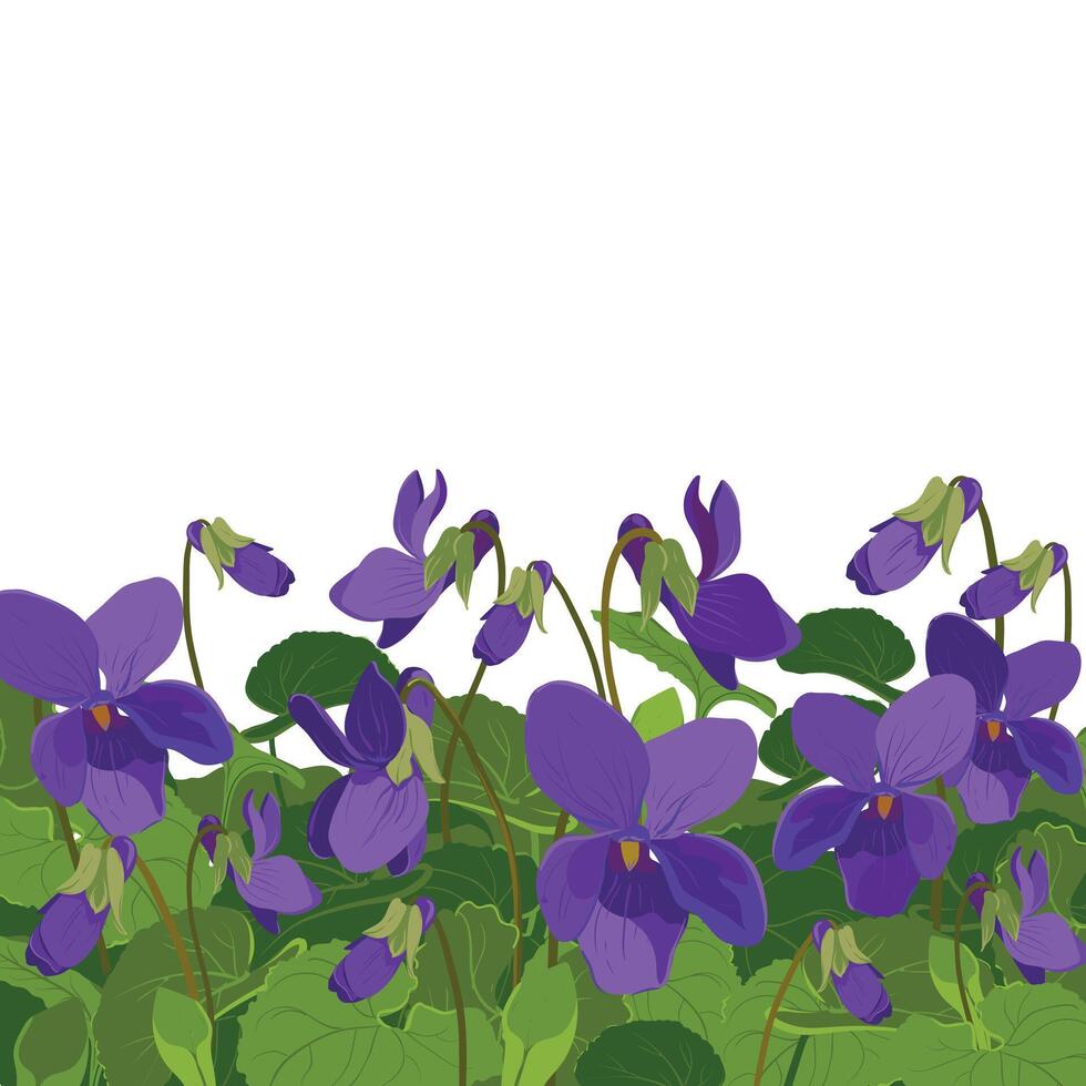 Viola is fragrant. Vector illustration. The plant, leaves and flowers are purple. Flowerbed with Viola Odorata flowers in bloom. Cosmetic, perfume and medicinal plants. Vector hand drawn illustration.