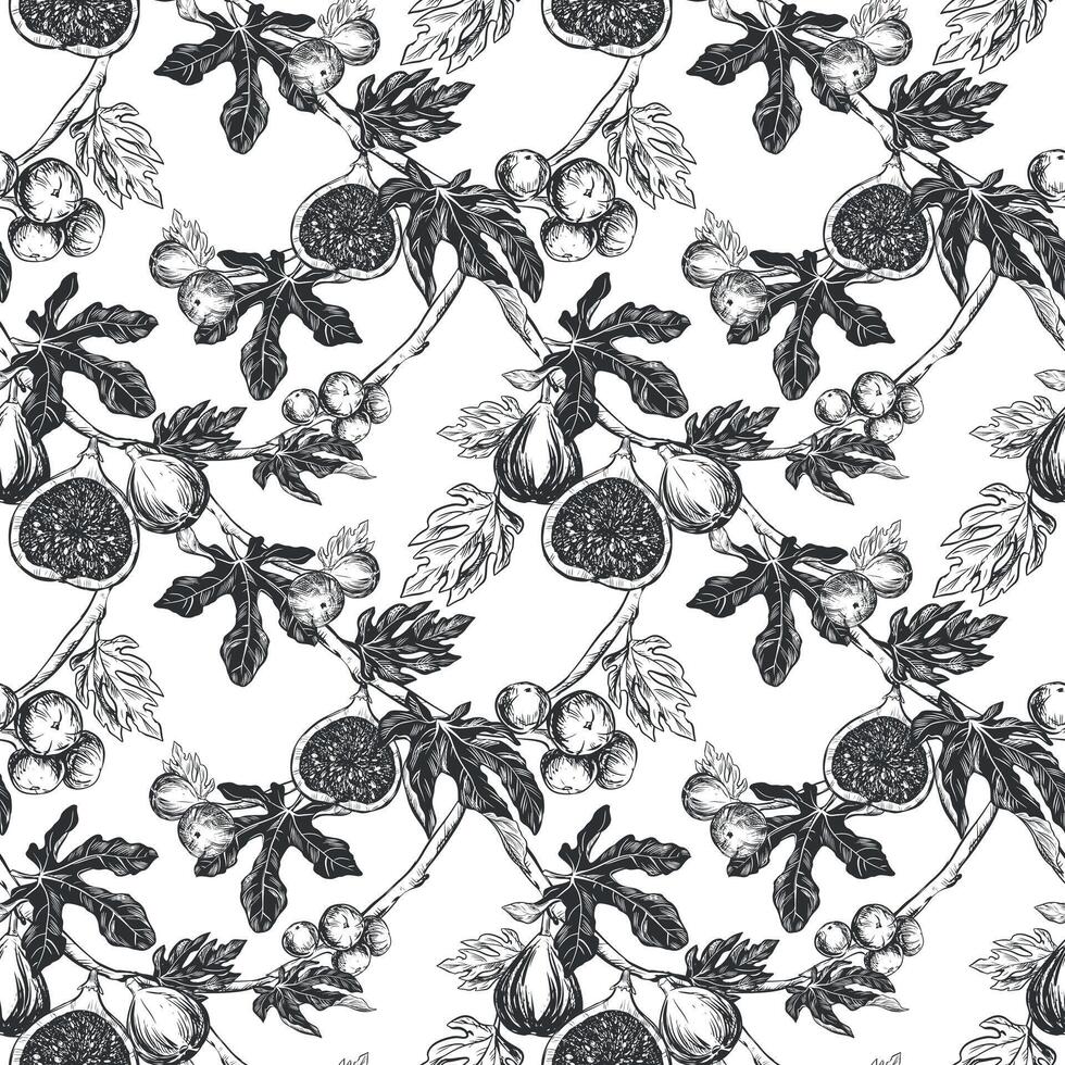 Figs seamless pattern. Vector hand drawn illustration on white background. Botanical fruit sketch texture. Graphic old print, engraving technique. Design for fabric, wrapping paper, wallpaper.