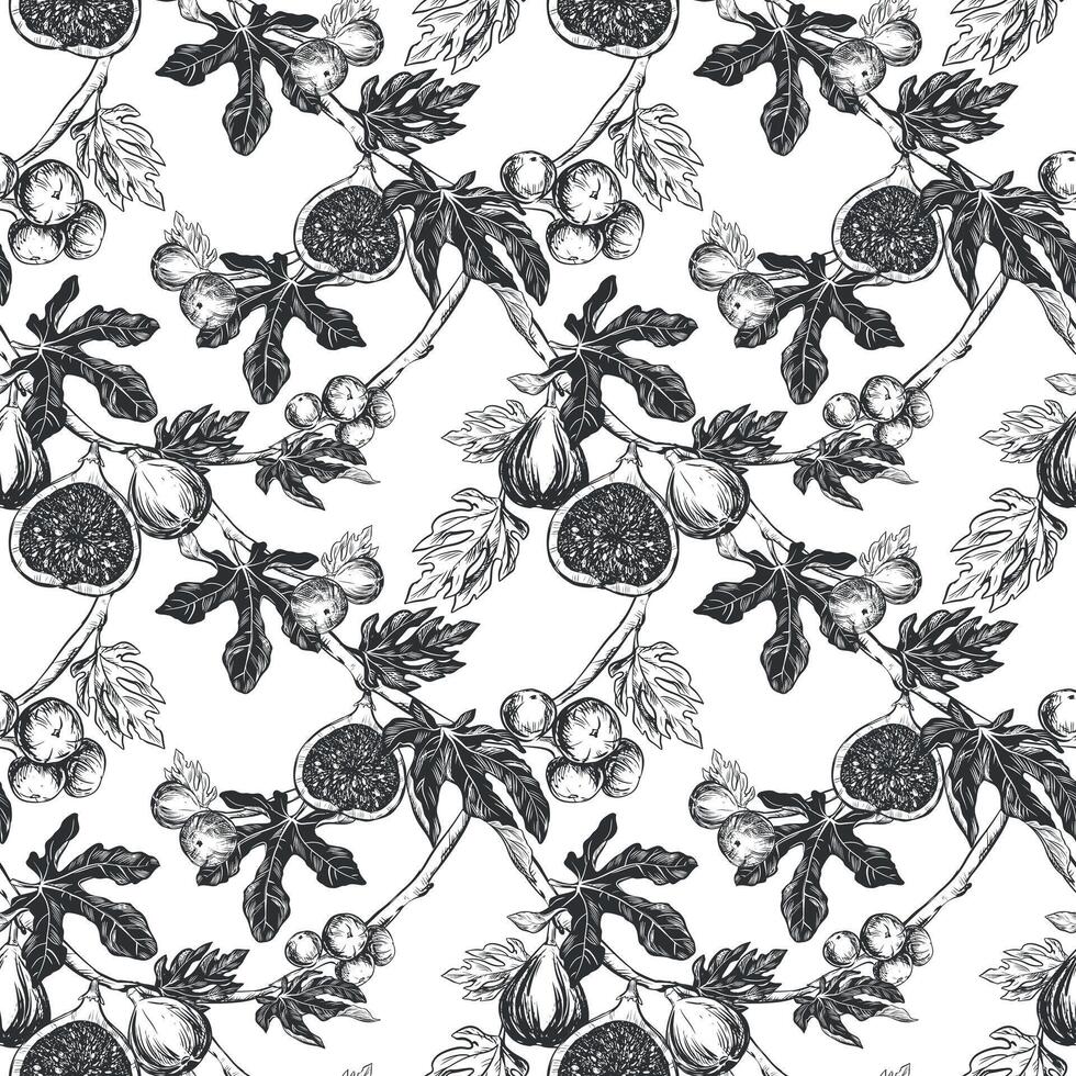 Figs seamless pattern. Vector hand drawn illustration on white background. Botanical fruit sketch texture. Graphic old print, engraving technique. Design for fabric, wrapping paper, wallpaper.