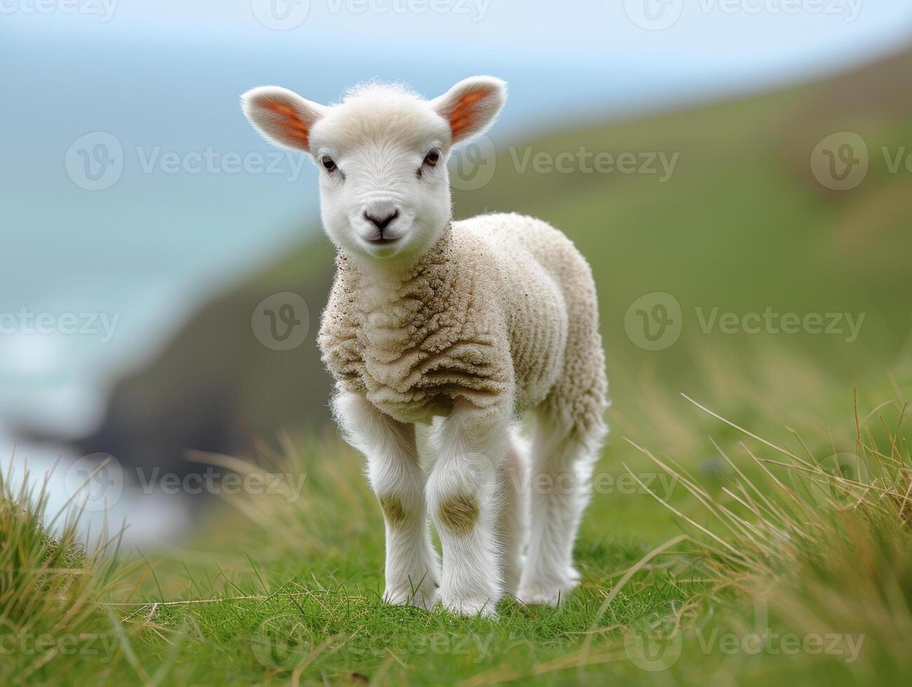 ai generado linda pequeño cordero. el Cordero es mirando a el cámara en campo cerca el Oceano foto