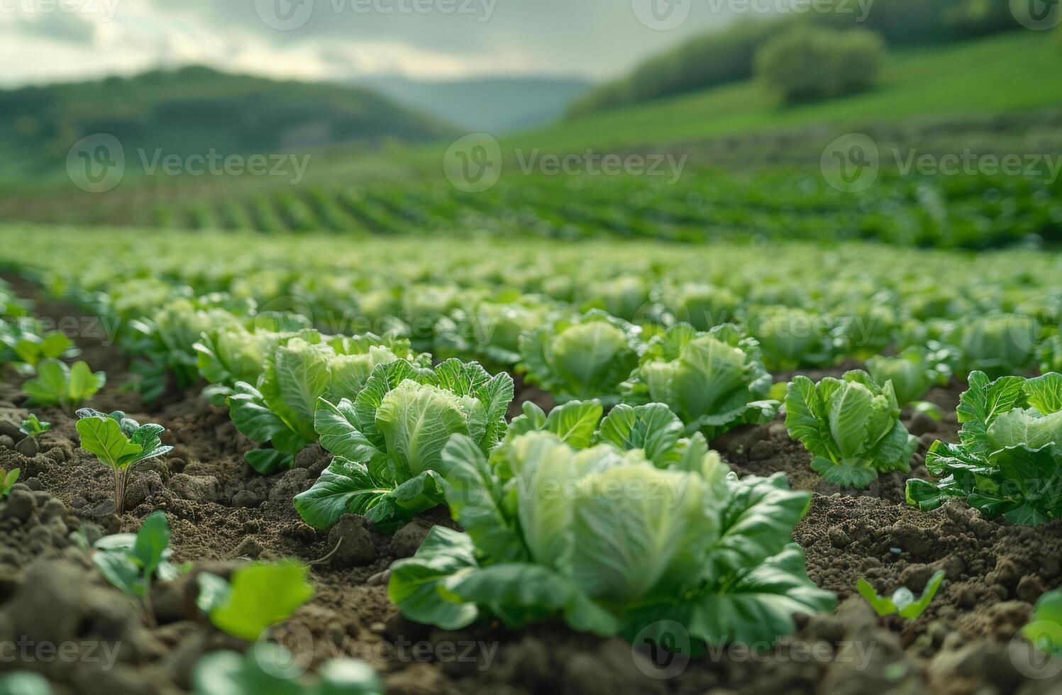 AI generated Cabbage field in the morning. A green vegetables grow in a field photo