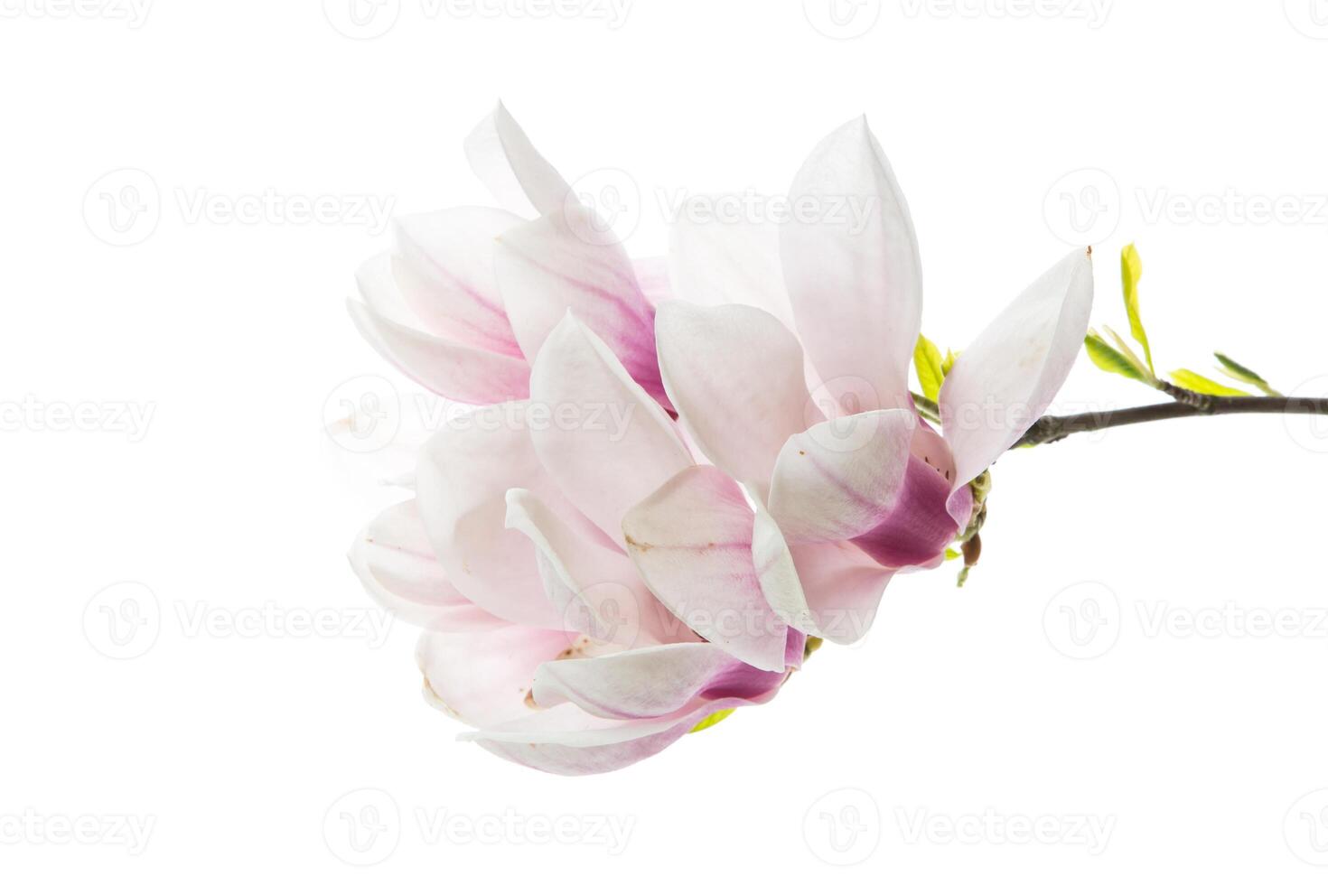 Beautiful pink magnolia flower on white background photo