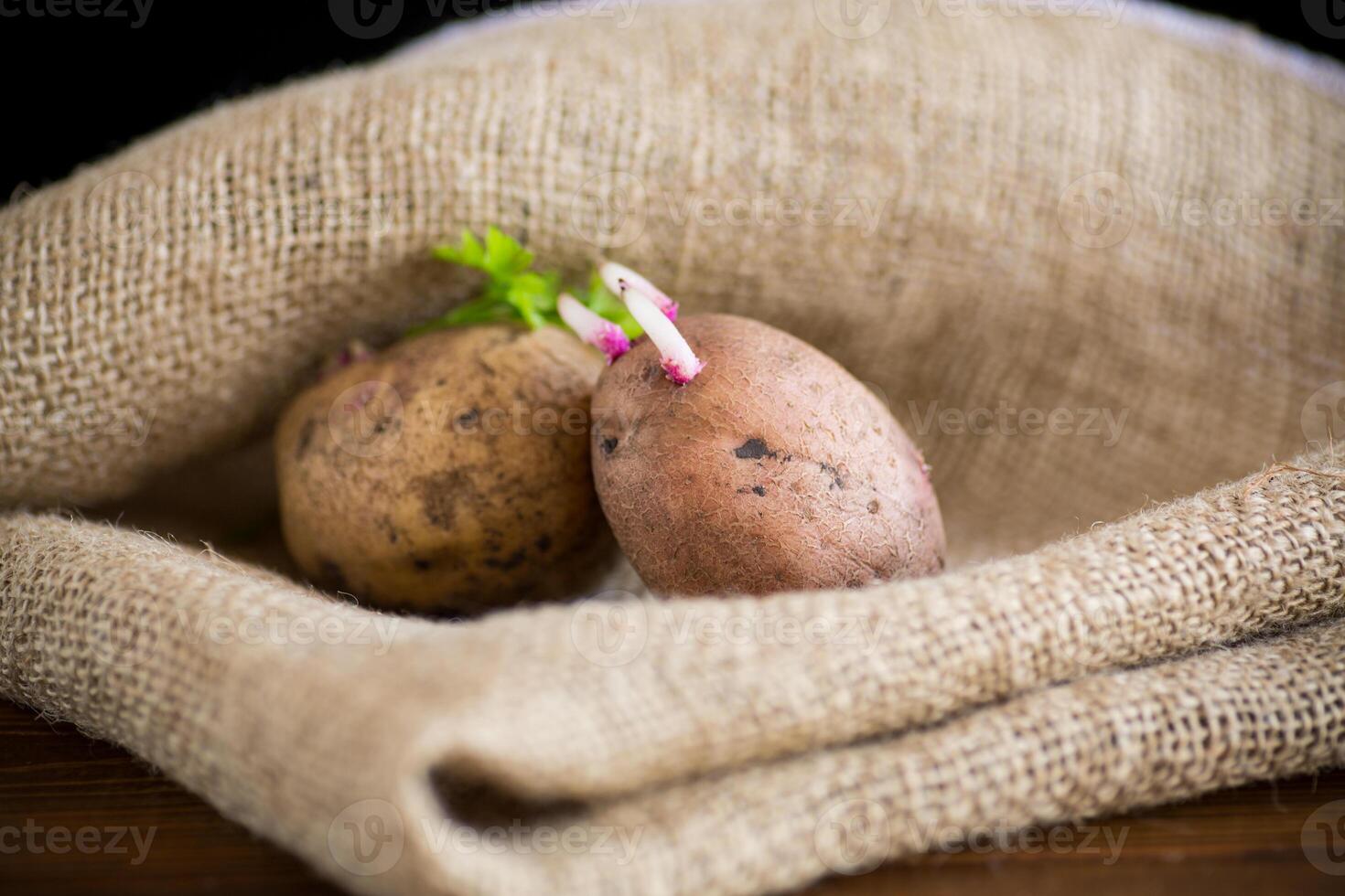 Spring potatoes with sprouted sprouts, ready for planting in the ground. photo