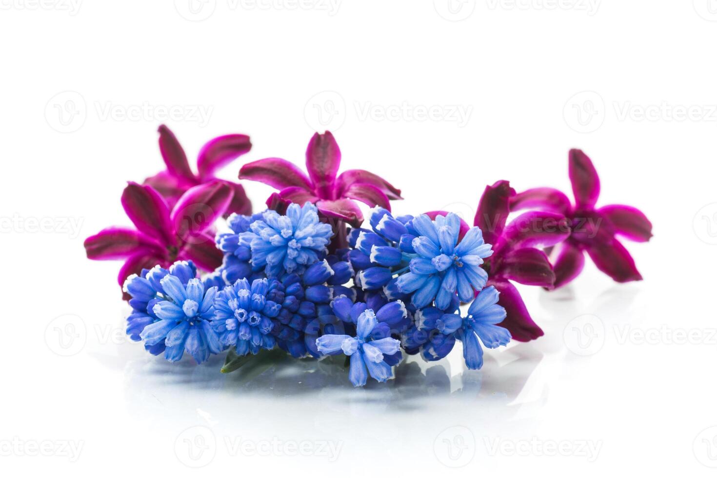 cute spring little colored flowers on white background photo