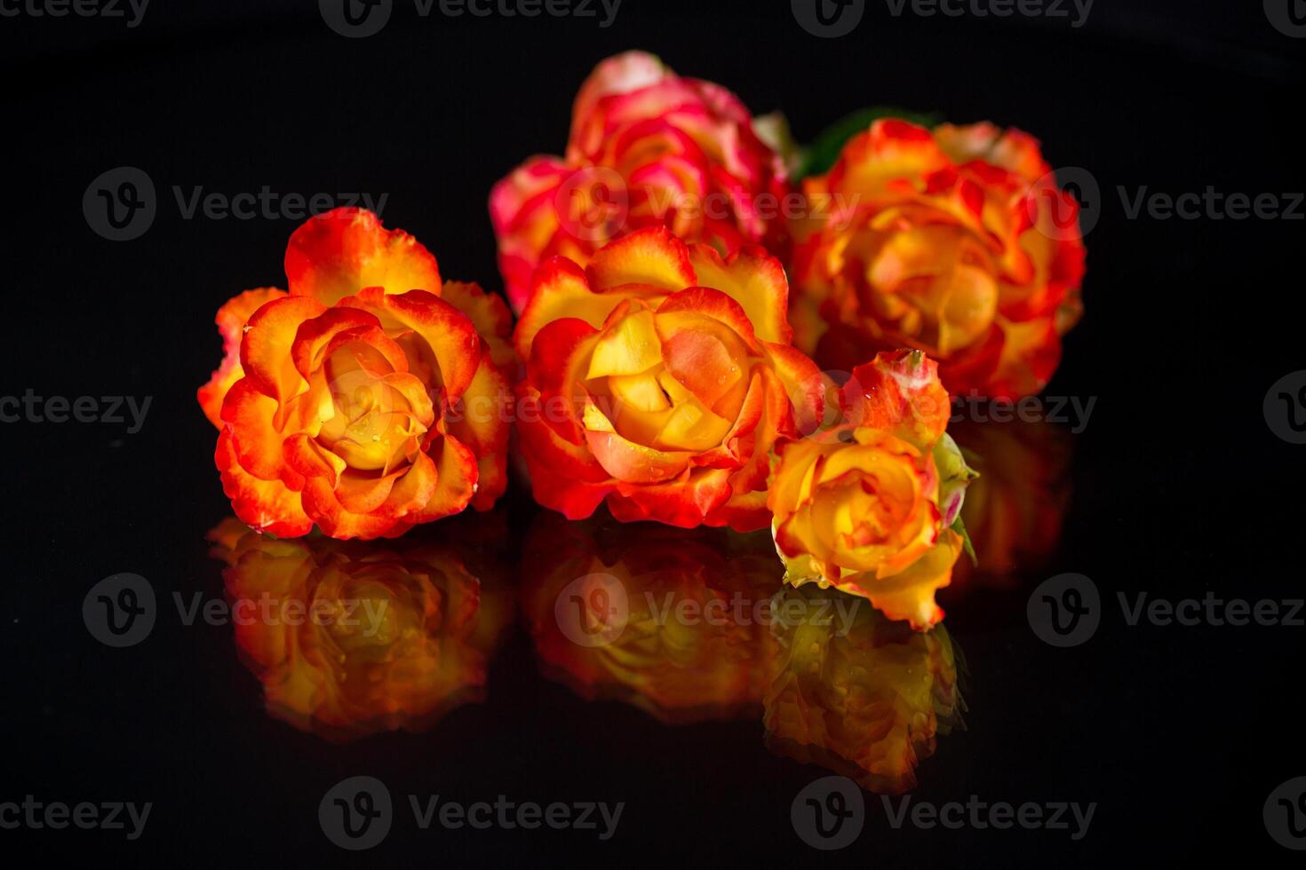 Flowers of beautiful blooming red rose on black background. photo