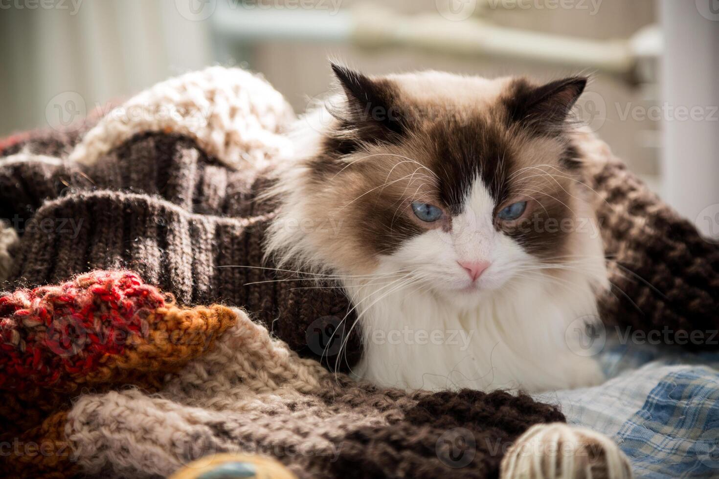 Colored threads, knitting needles and other items for hand knitting and a cute domestic cat Ragdoll photo