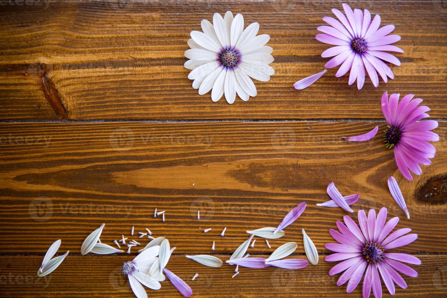 hermosa blanco y púrpura osteospermum flores en un de madera foto