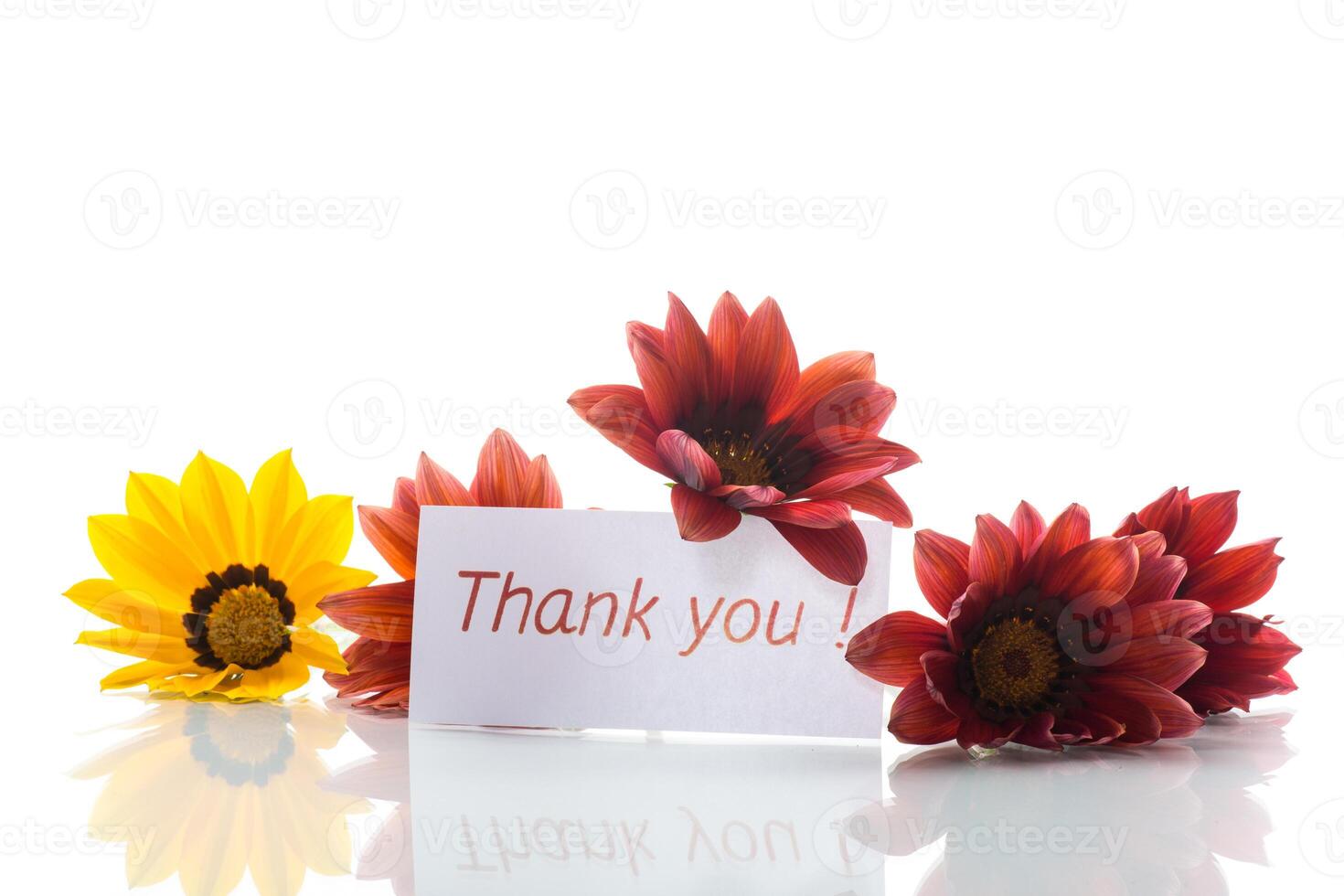 Beautiful red and yellow Gazania flowers on white background. photo