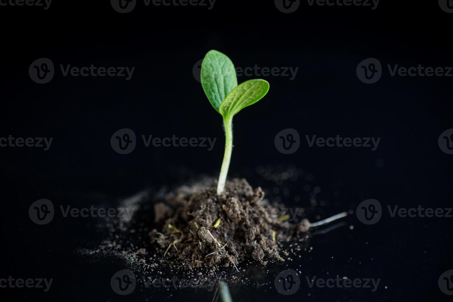 Green sprouts growing from soil on black background photo