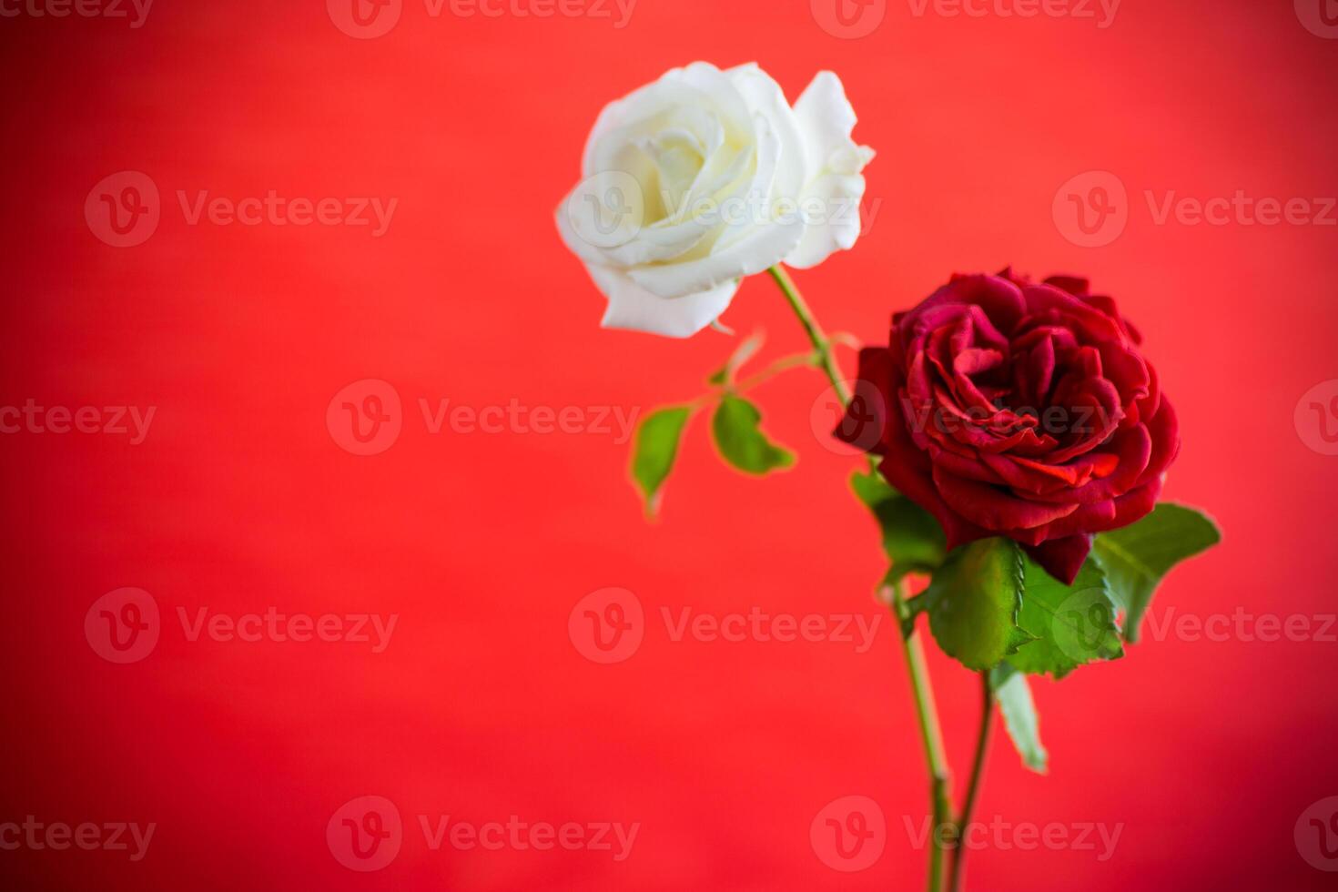 Flowers of a beautiful blooming red and white rose on a red background. photo
