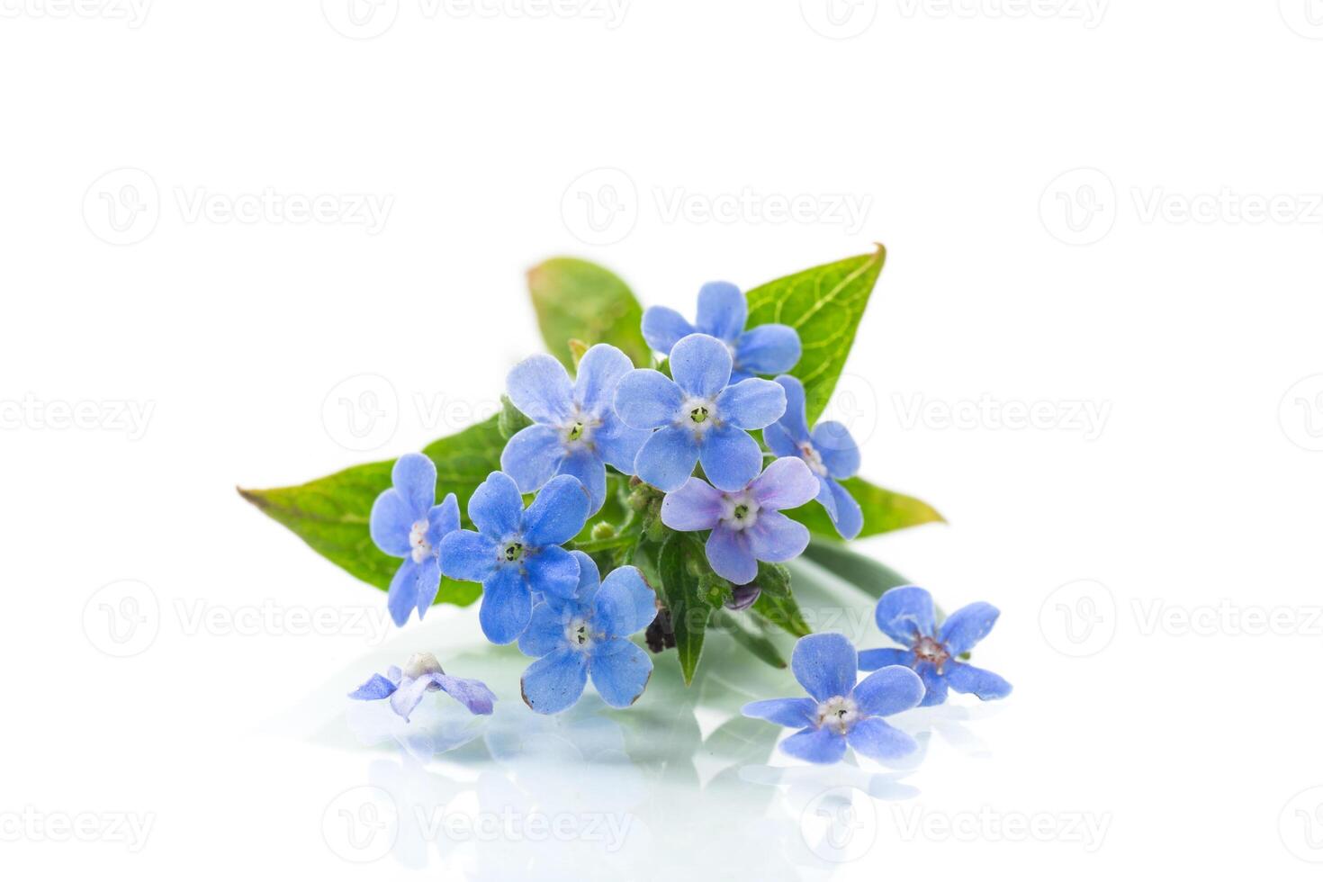 small blue forget-me-not flowers on white background photo