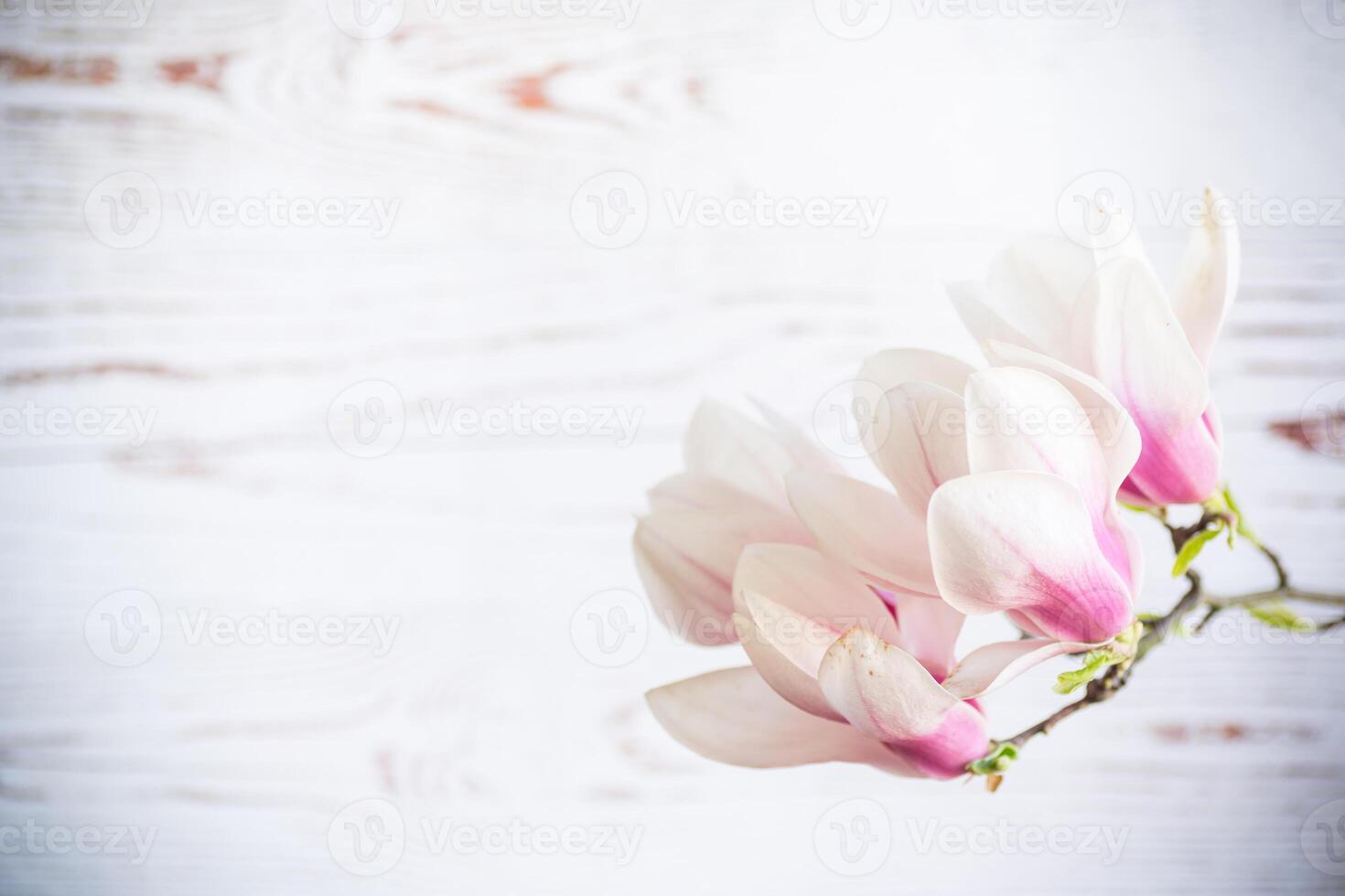 Branch with blooming pink Magnolia flowers on wooden background photo