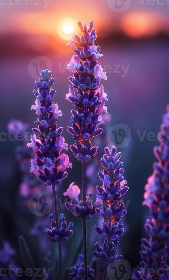 ai generado lavanda flores a puesta de sol en suave atención pastel colores y difuminar antecedentes. foto