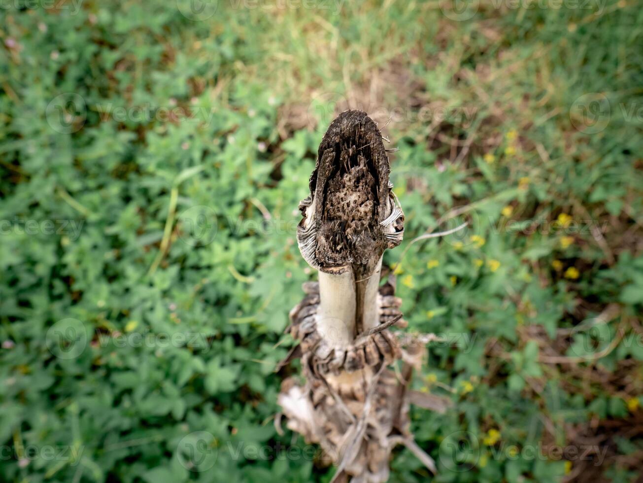 el tallos ese fueron cortar y miró podrido y muerto entre el verde salvaje plantas foto