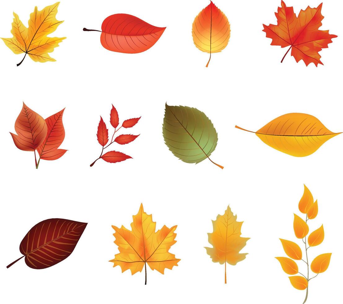 Autumn leaves, vector illustration White Background