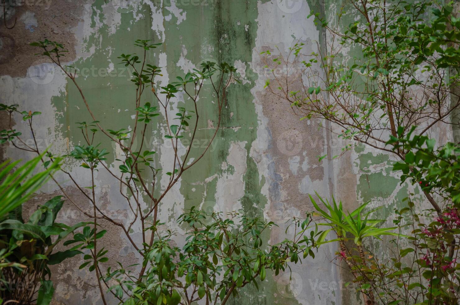 Plants on the background of a wall with peeling paint photo