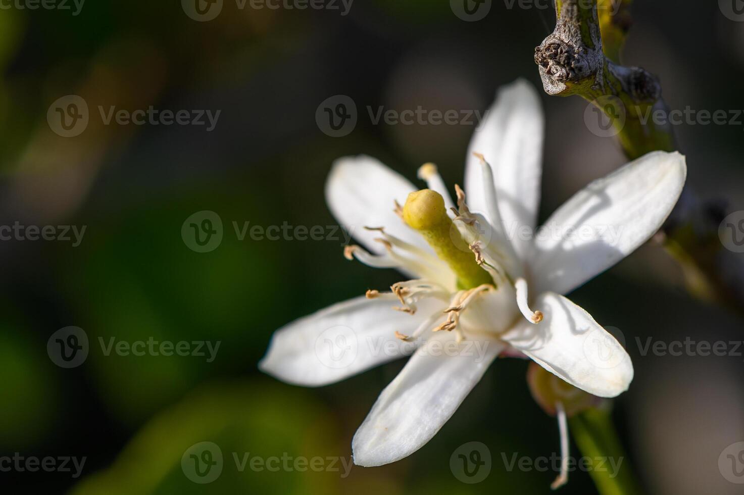 Lemon flowers on the tree with blurred flowers background 5 photo