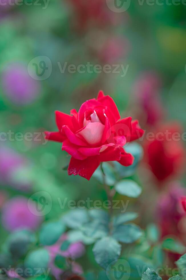 Red Rose in the Garden photo