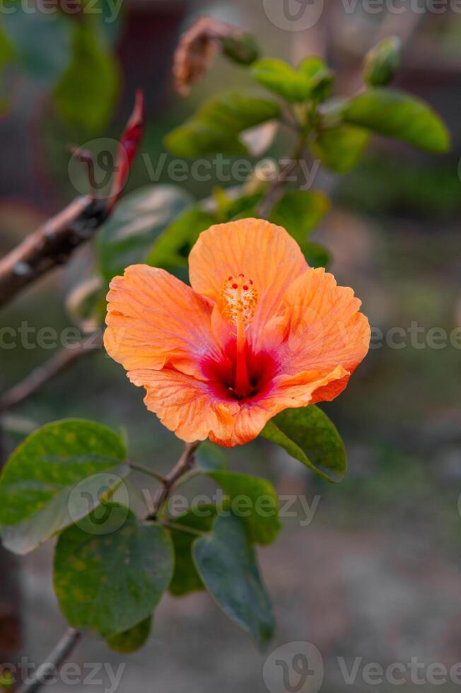A single photo of a red hibiscus flower in the garden