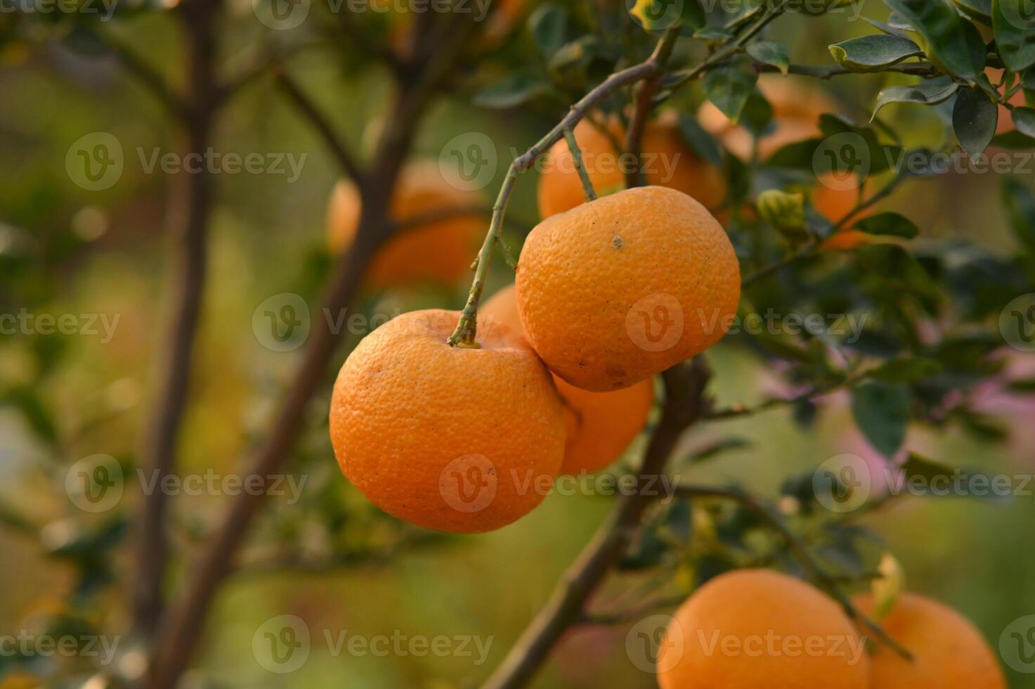 Oranges on tree. photo