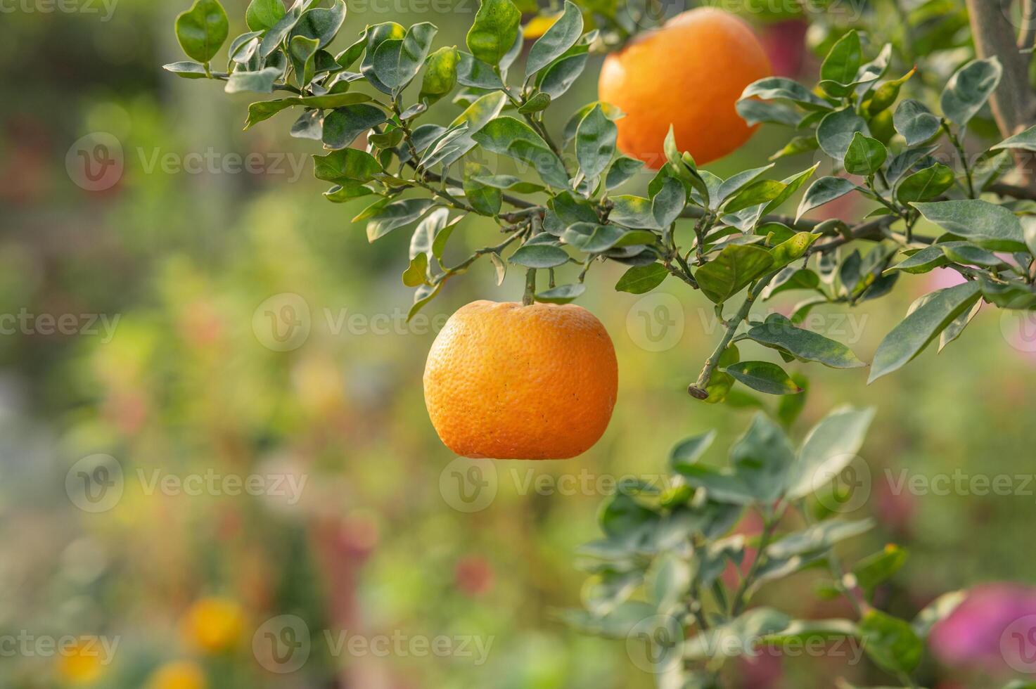 Oranges on tree. photo