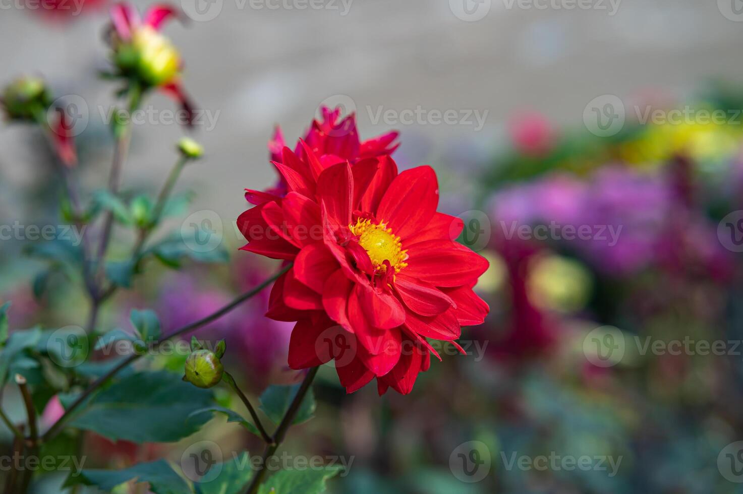 Photo of Red dahlia in the garden