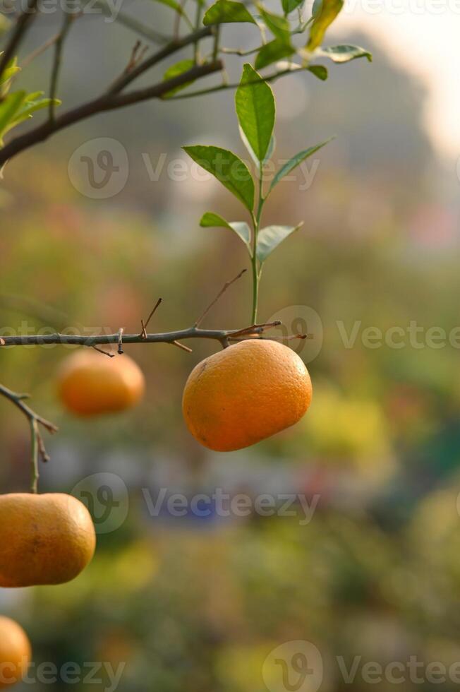oranges on tree photo