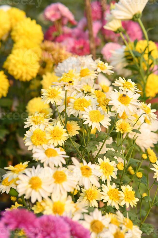a bunch of yellow and white flowers in a garden photo
