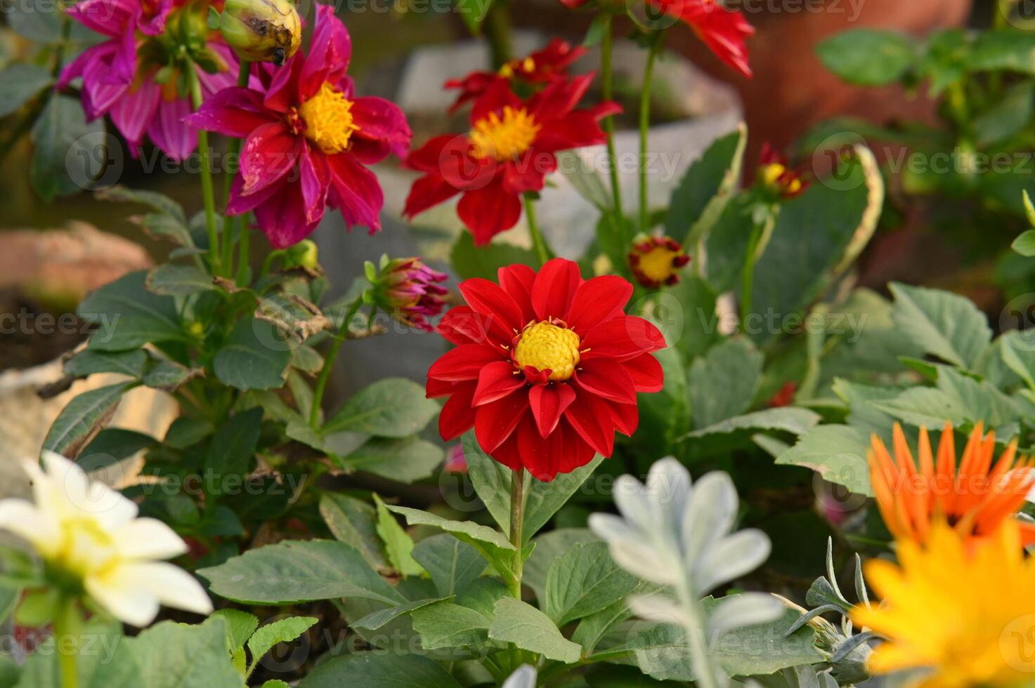 Photo of zinnia flowers in the garden