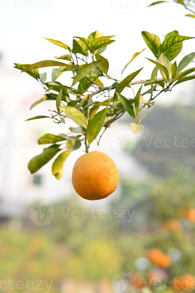 Oranges on tree. photo