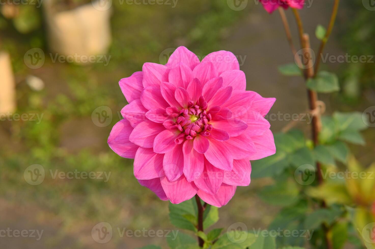 single photo of a pink Dahlia closeup view.