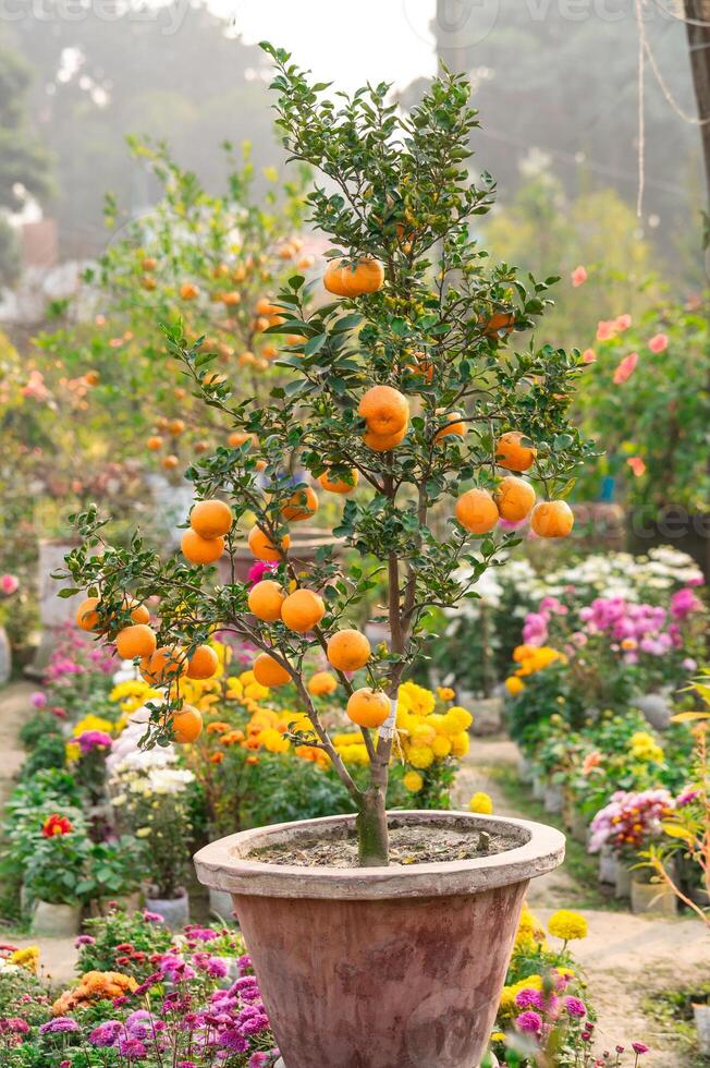An Orange tree full of oranges photo