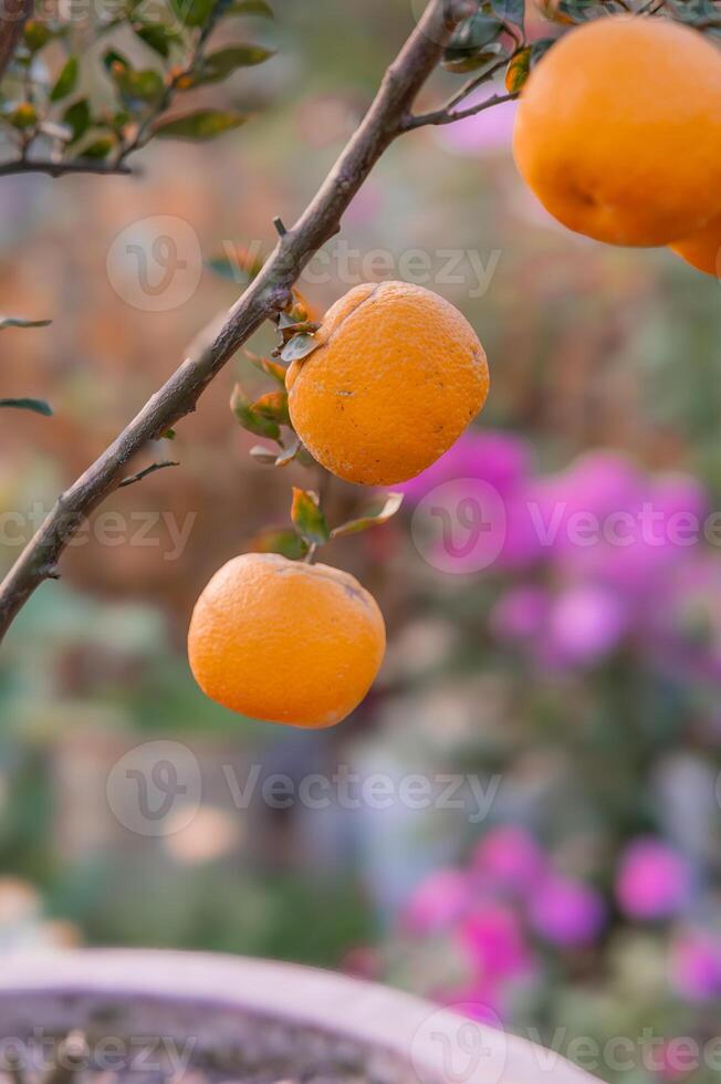 naranjas en árbol. foto