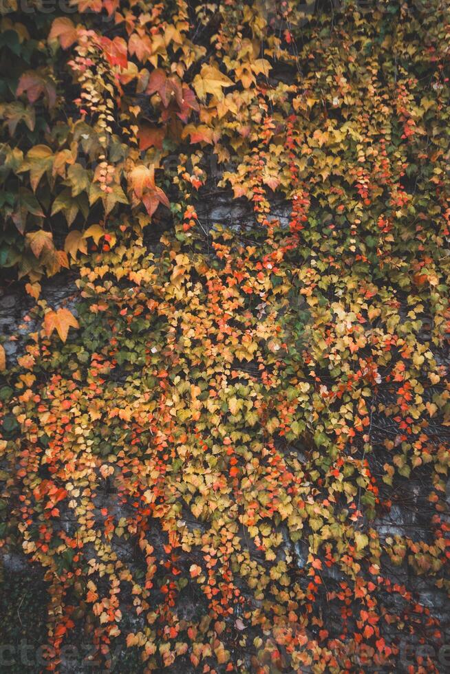 Rainbow of colours in the form of leaves on a wall in Dinant, Wallonia region, Belgium photo