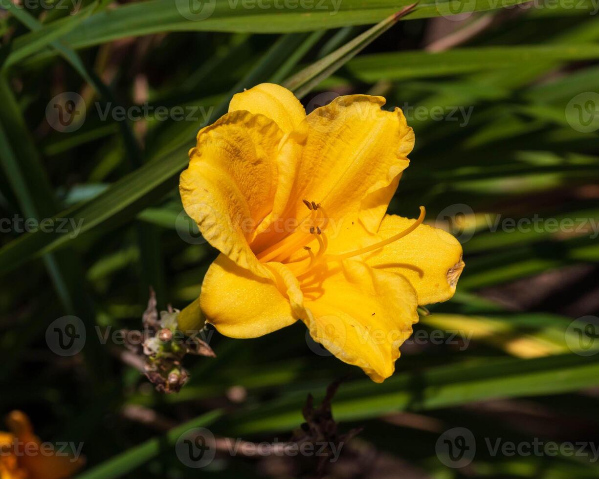 close-up view of a yellow day lily in the back garden photo