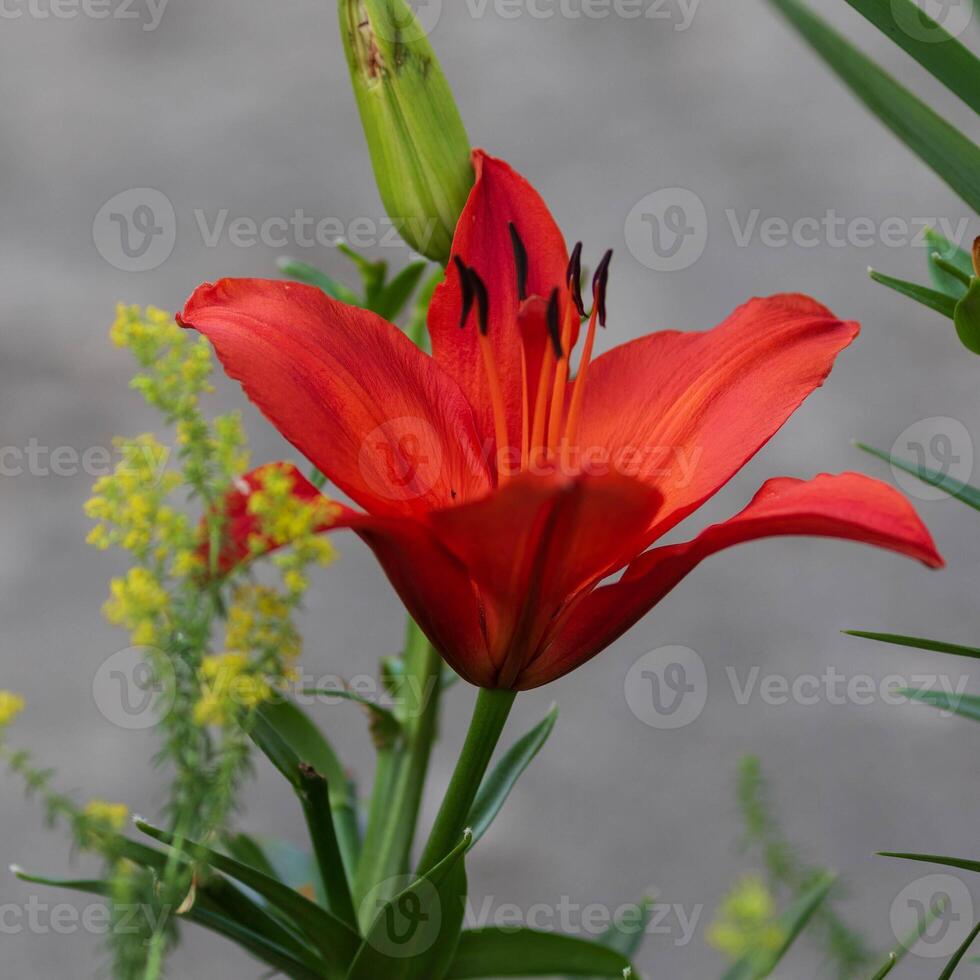 a newly opened red lily in the front garden in the morning light photo