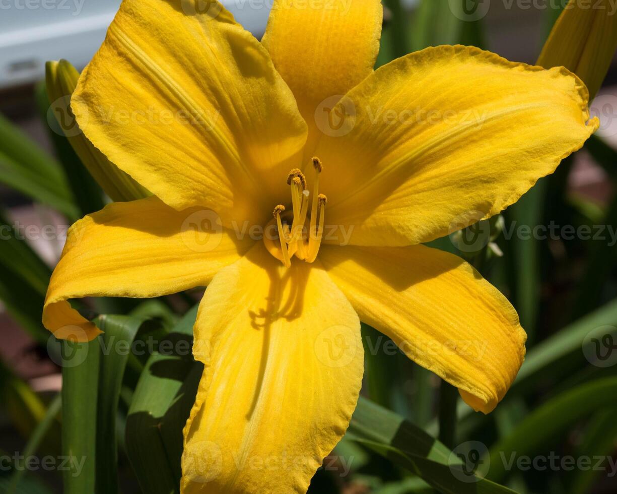 close-up view of a yellow lily in the lily garden photo