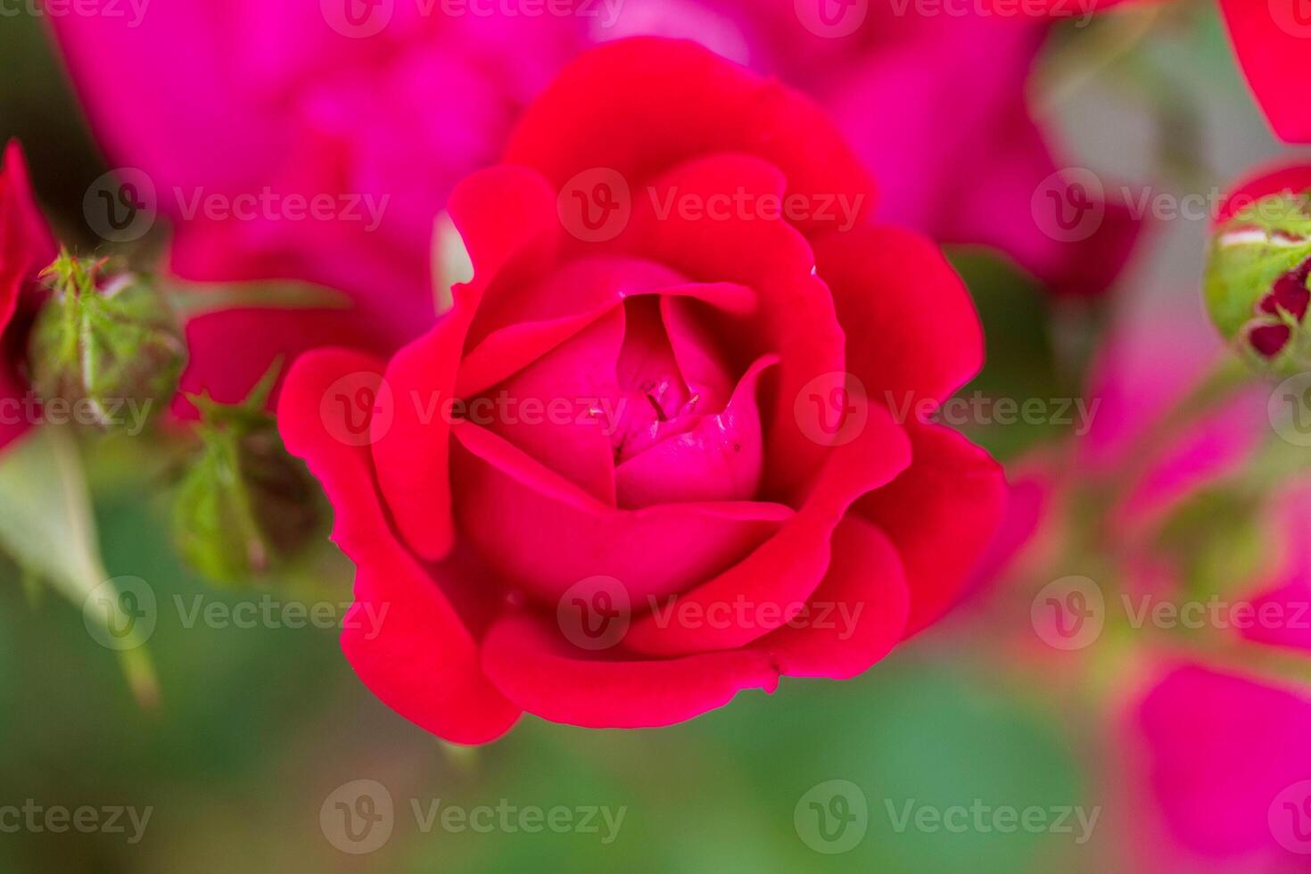 a cherry red rose blossom resting in the shade waiting for the sun photo