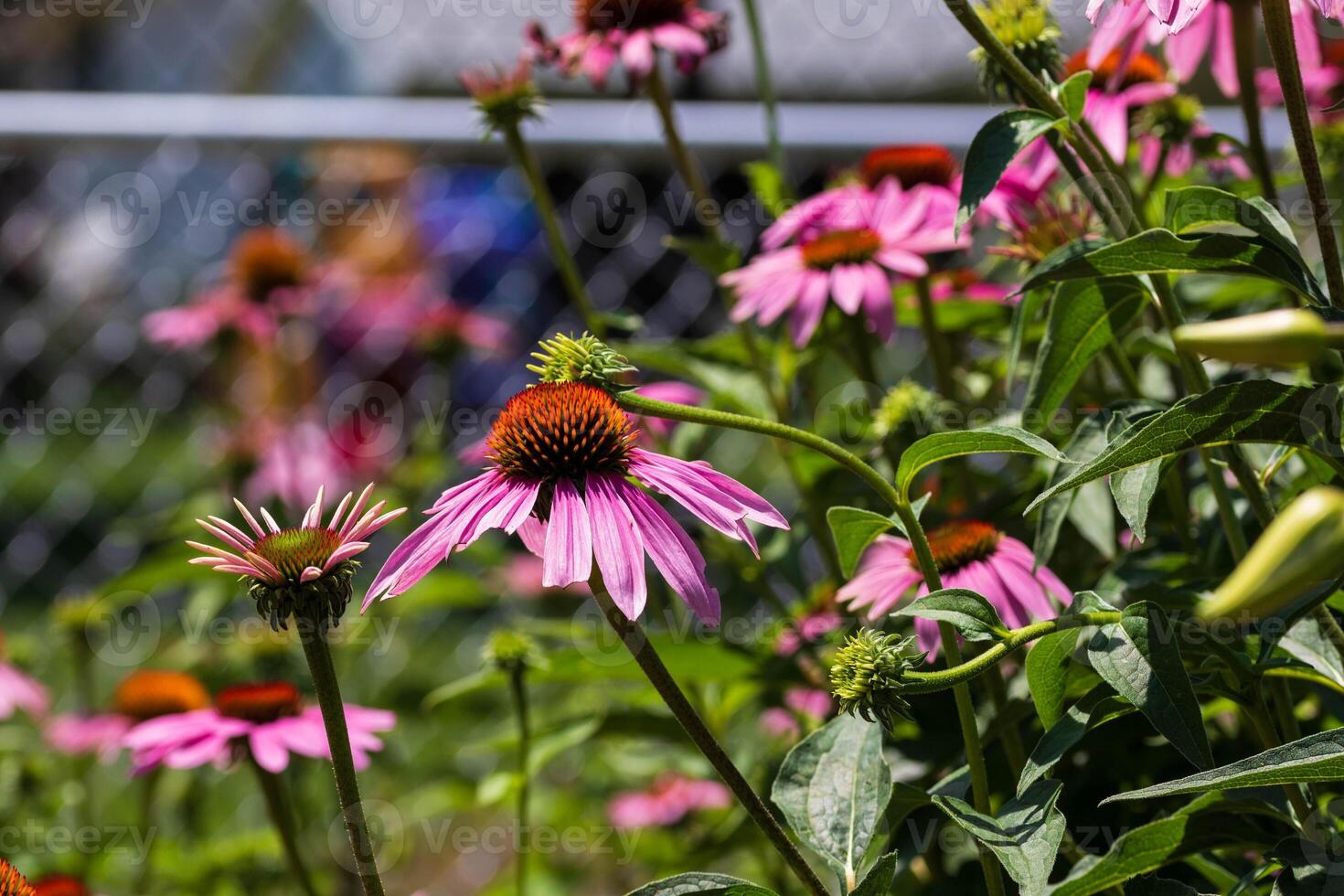 group of coneflowers waiting for the bees to drop by photo