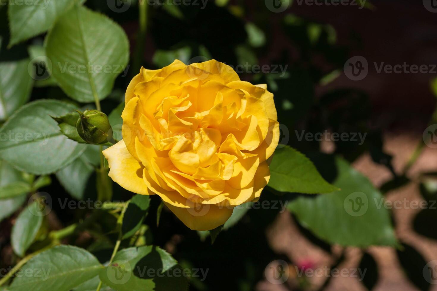 a close up of a yellow rose bloom early in the afternoon photo