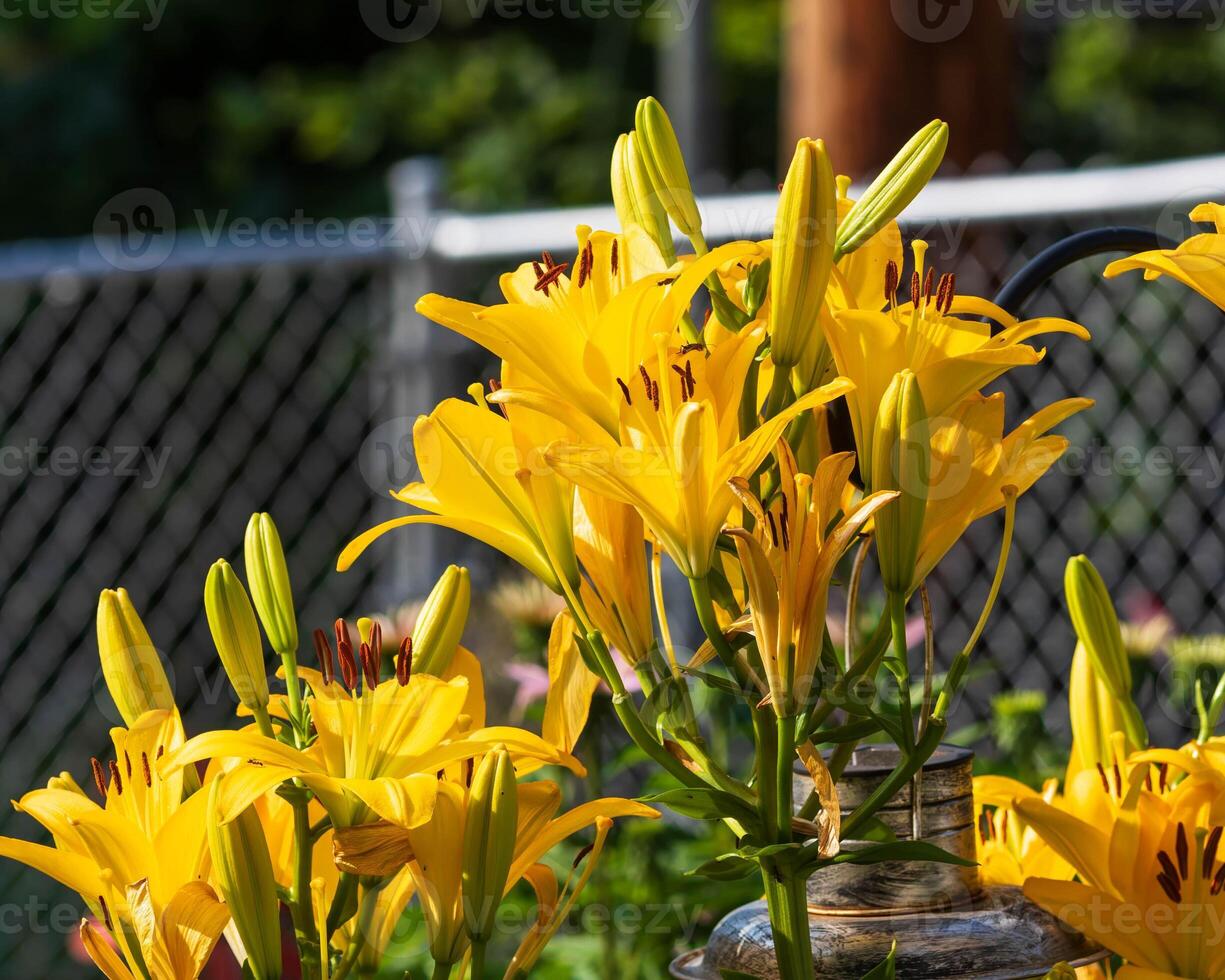 a cluster of yellow lilies in the back garden in the morning light photo