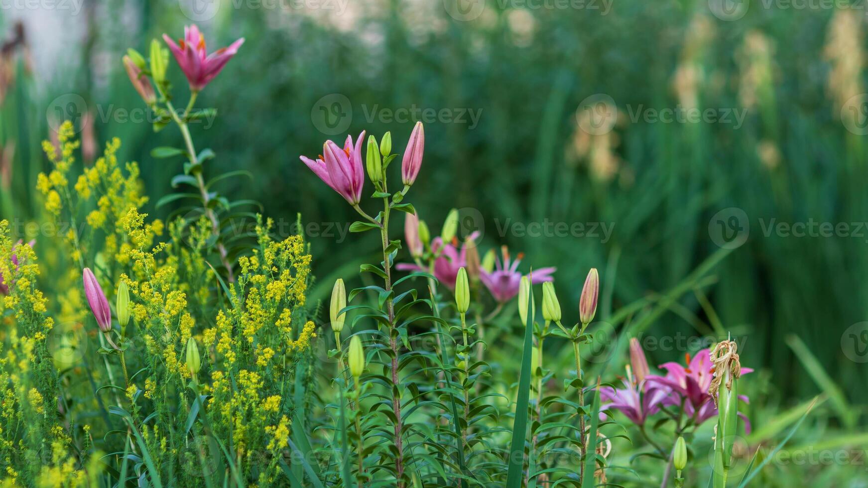 a wide angle view of pink lilies in the front garden in the morning light photo