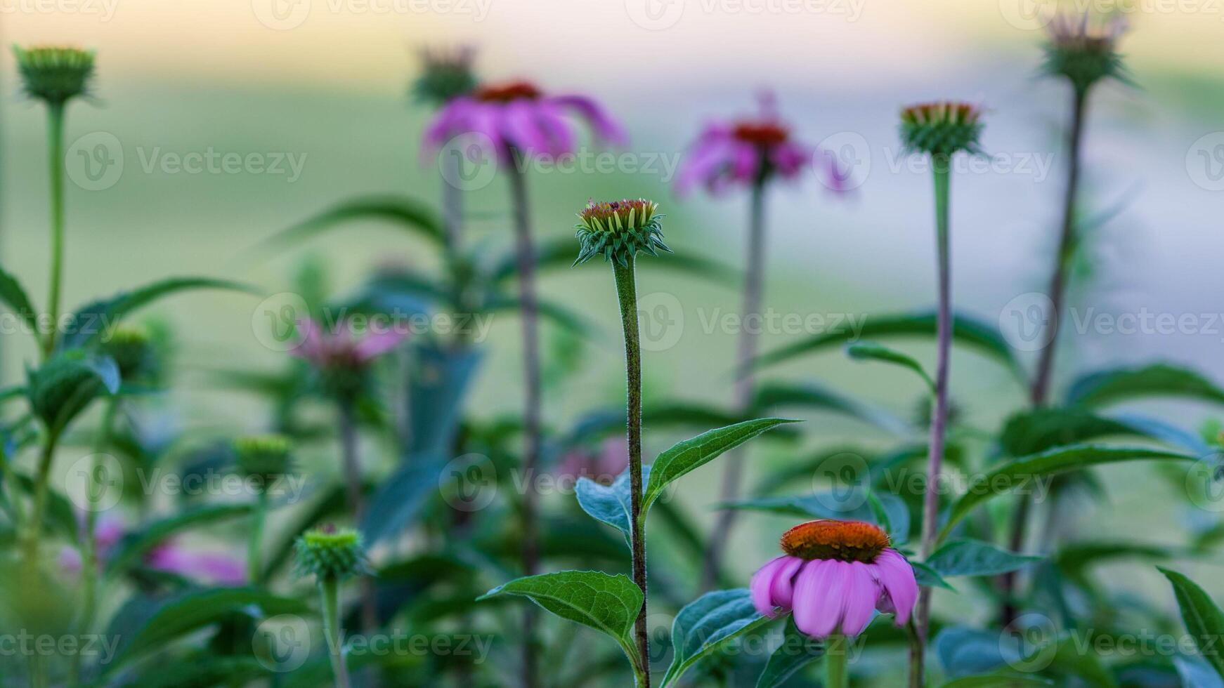 un pequeño parche de lavanda coneflowers en el frente jardín a amanecer foto