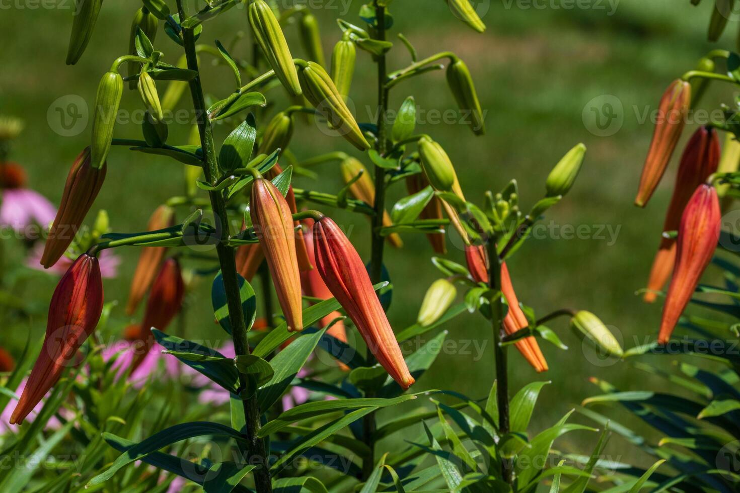 coming soon an explosion of tiger lilies in the front garden photo