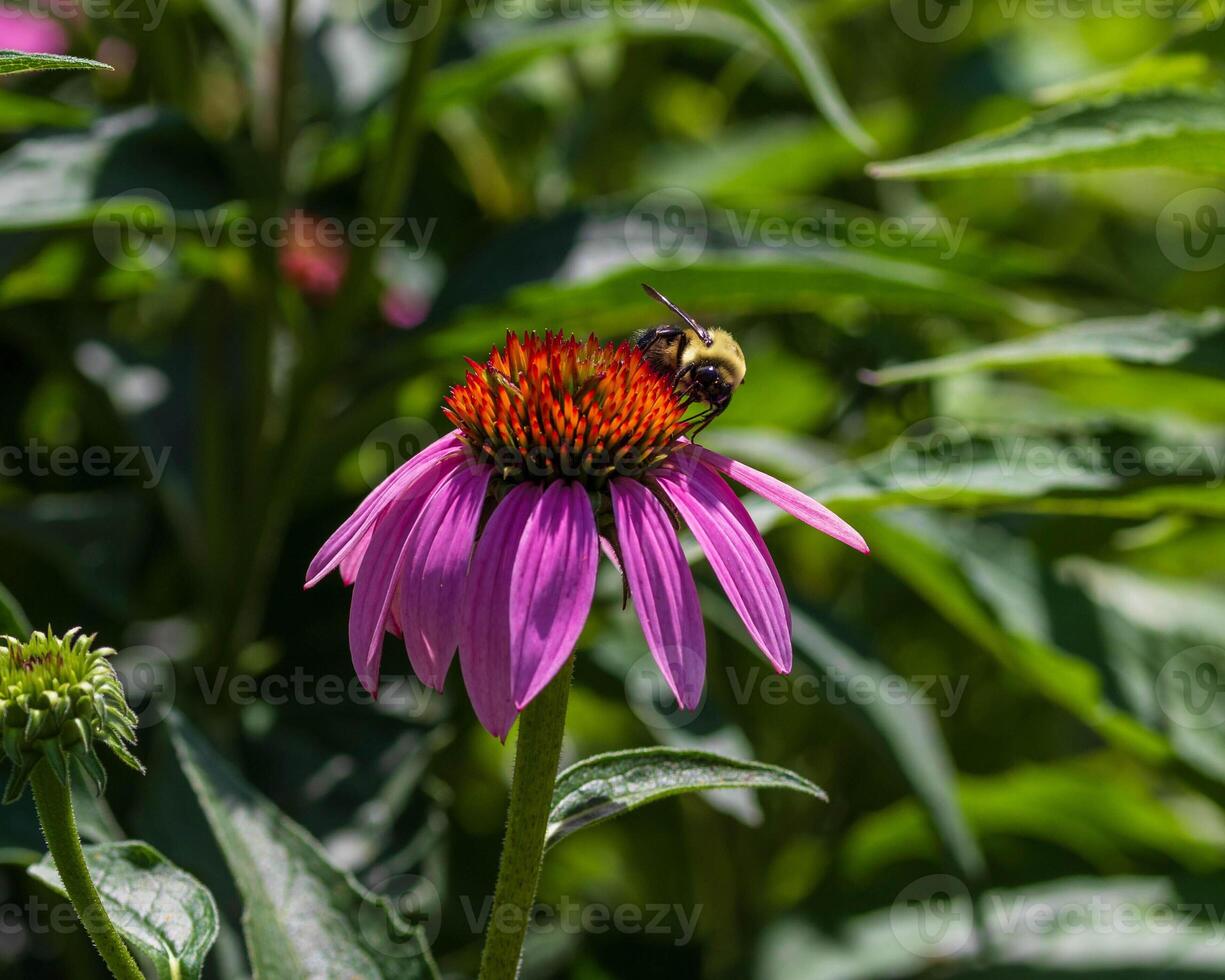 bee on a coneflower in the back garden photo