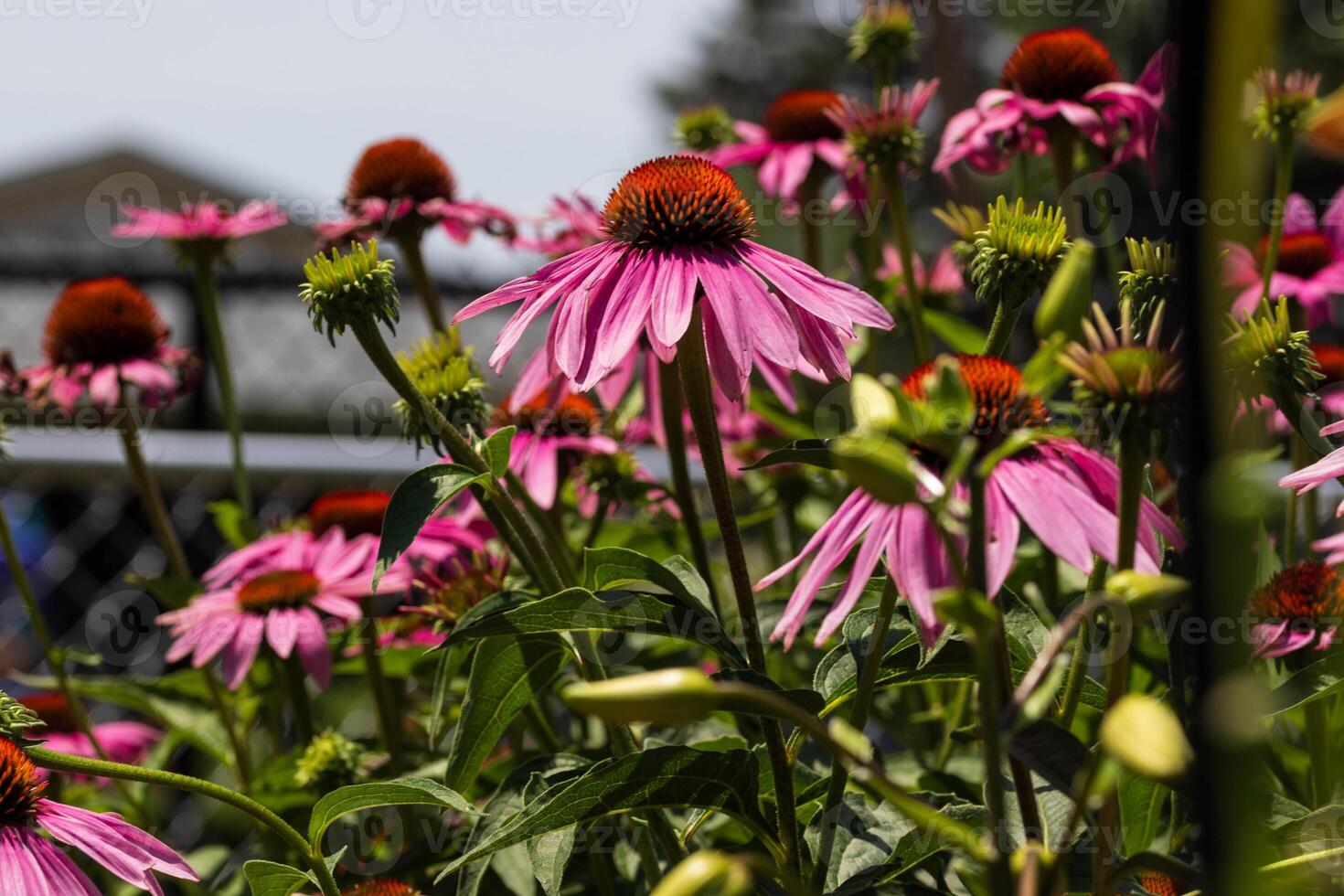 group of coneflowers waiting for the bees to drop by photo