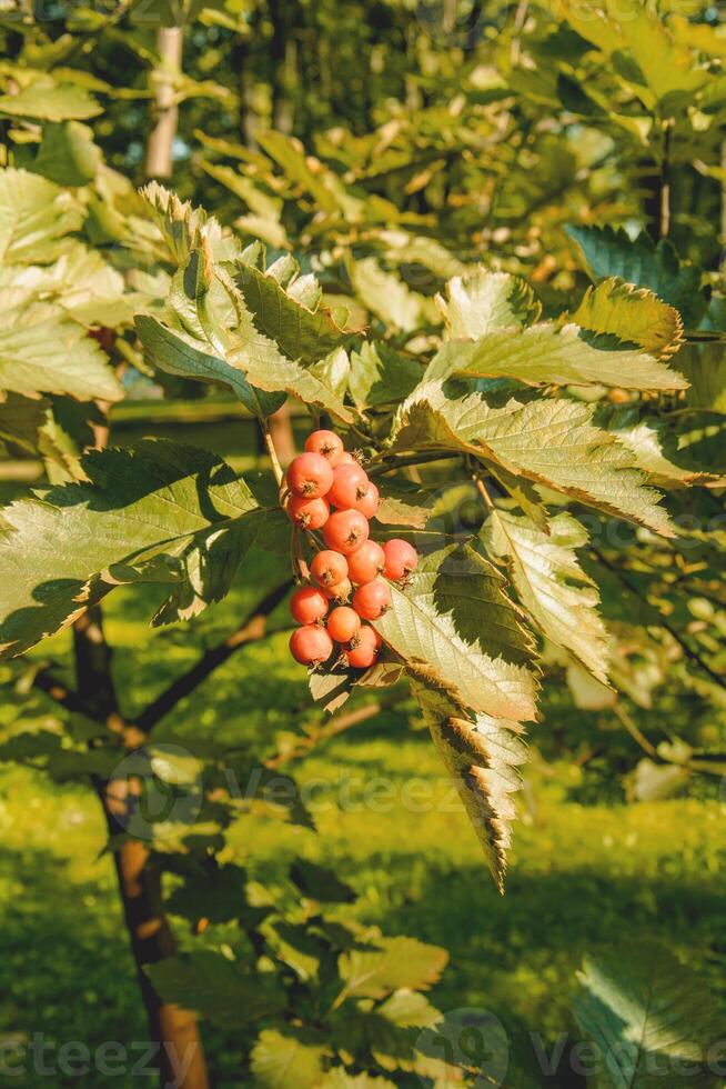 Large crown of delicious grapes in the garden in autumn photo