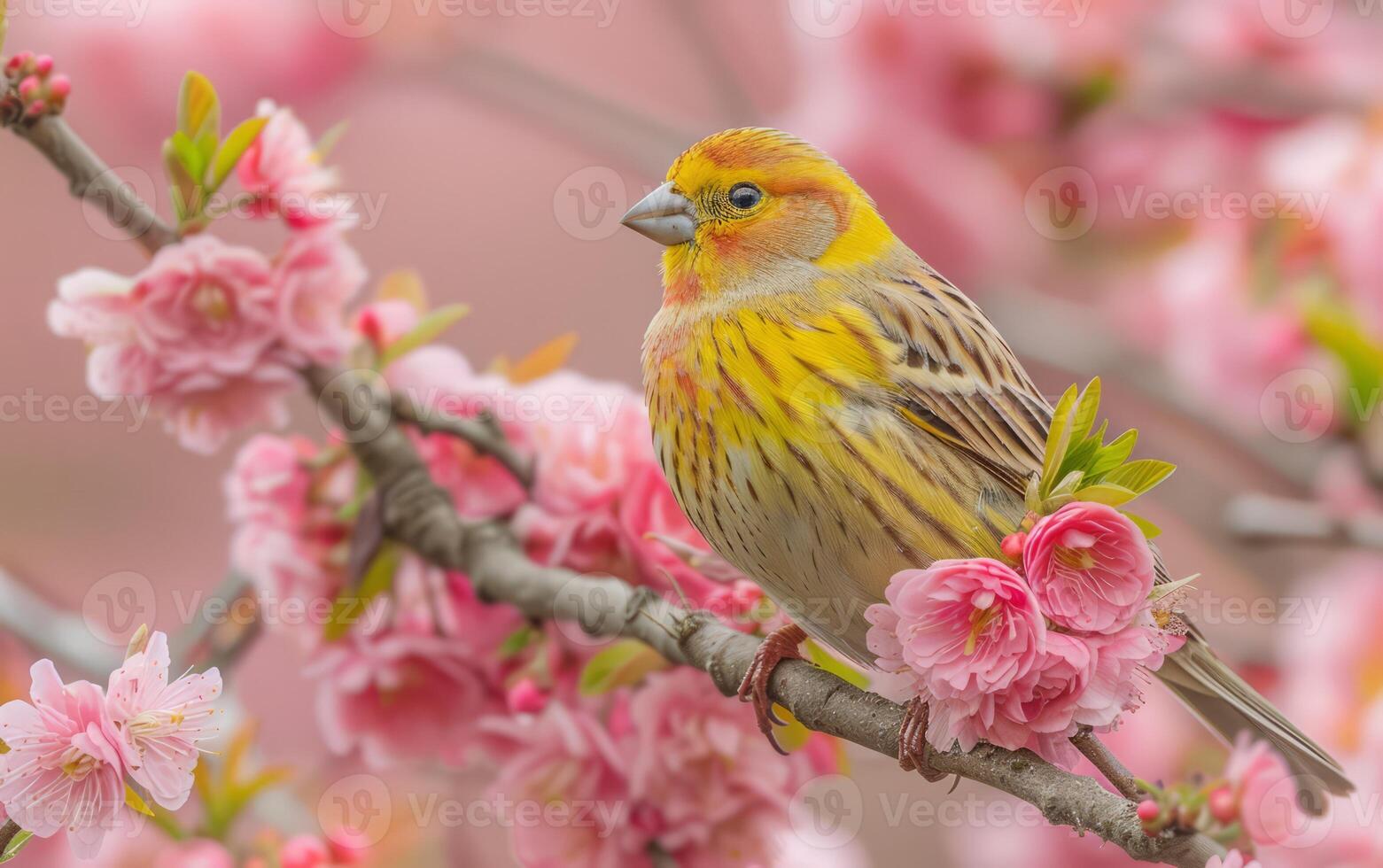 AI generated On a branch decorated with pink spring flowers, a finch rests gently photo