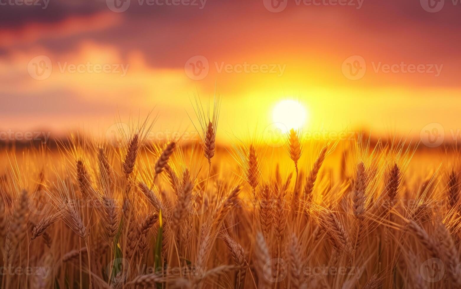 AI generated Realistic Photograph of Wheat Silhouettes Against a Vivid Orange Sunset photo